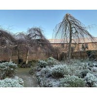 Peacocks Tearoom and Fine B&B