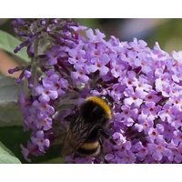 The Old Stables Bed and Breakfast